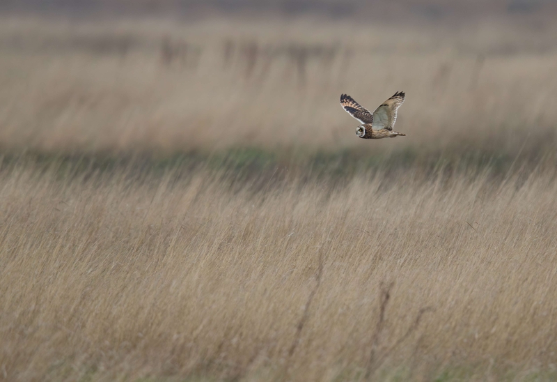 Short Eared Owl
