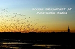 Goose Breakfast web