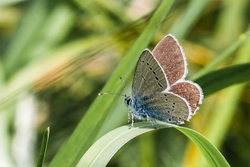 Small Blue
