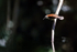Rufous-backed Wren, Heredia, Costa Rica
