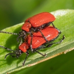Scarlet lily beetle (Lilioceris lilii)