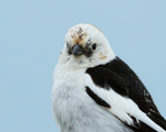 Snow Bunting (male) close-up, Jokulsarlon, Iceland