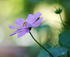 11th July Cosmos Flower