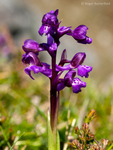 Green-winged Orchid (01)