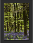 Bluebells 2