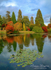 Autumn Lily Pads