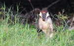 White-collared mangabey