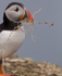 PUFFIN, ISLE OF MULL