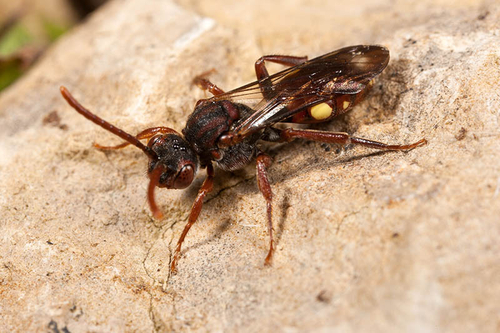 Warwickshire, May 2012. Note prominent yellow spot on edge of abdomen.