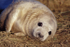 Grey Seal (1)