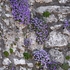 Gargano Aubretia (Aubretia columnae ssp italica) 