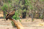Hooded Vulture