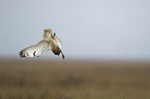 SHORT EARED OWL / REF SEO 8