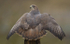 COMMON BUZZARD