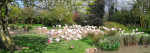 Flamingos