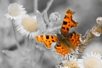 Comma