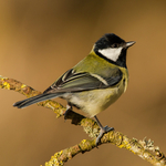 Great Tit
