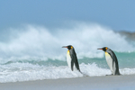 King Penguins enter sea, Volunteer Point, Falklands