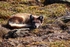 Arctic Fox 3218