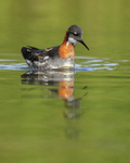 Red-necked Phalarope spots insect, Iceland