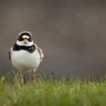 Ringed Plover