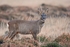 Roe Deer