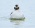 Long-tailed Duck (female) bathing, Iceland