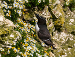 Razorbill