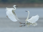 Little Egret portfolio