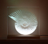 New Ammonite 1