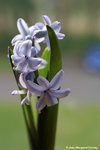 Flowers 16 - 01