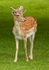 Fallow Deer