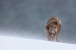Arctic Fox (female) shakes itself free of snow, Hornstrandir, Iceland