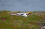 Fulmar