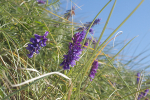Tufted Vetch
