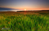 Barley Field