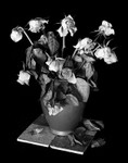 1530 - Dying Roses
