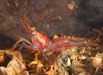 Pandalus montagui