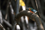 American Pygmy Kingfisher (female) perched, Sierpe River, Costa Rica
