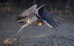 Lesser Adjudent
