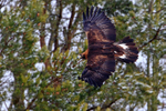 Golden Eagle in flight