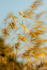 Wisleymorning-140726-025