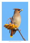 Waxwing