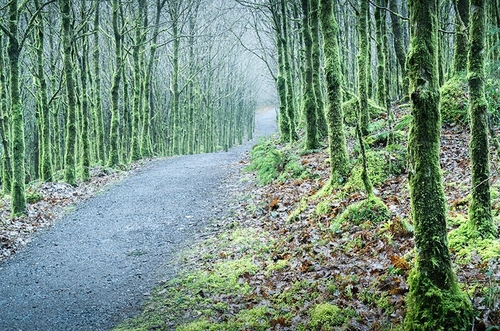Glengarra wood