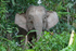 Pygmy Elephant, Sabah, Borneo