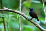 Chestnut-backed Antbird portfolio