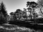 Marshaw Wyre 03
