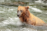 Brown Bear surfaces after snorkelling for salmon, Brooks Falls, Alaska