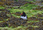 Oystercatcher