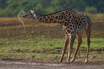 Thornicrofts giraffe drinking